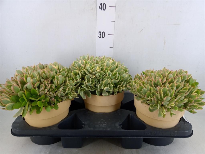 <h4>Crassula   ...</h4>