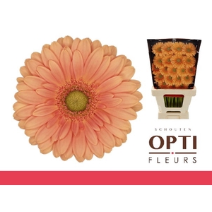 Germini Cava Diamond