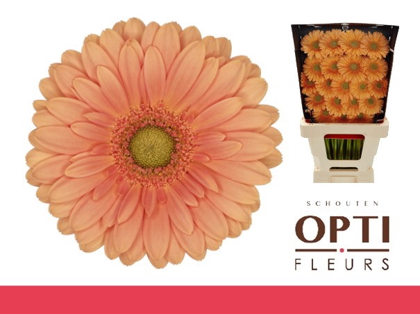 <h4>Germini Cava Diamond</h4>