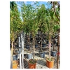 Prunus amygdalopersica