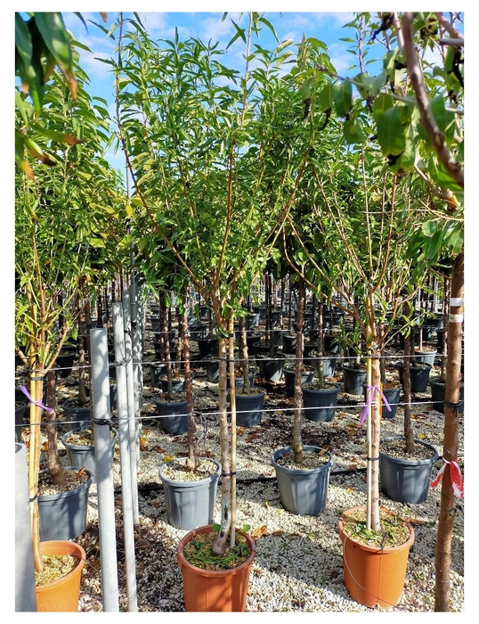 Prunus amygdalopersica