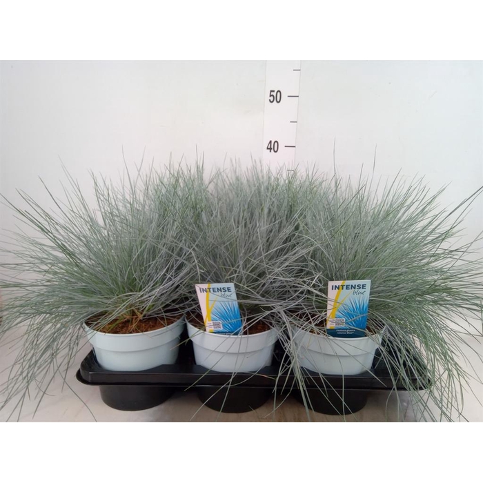 <h4>Festuca glauca 'Intens Blue'</h4>