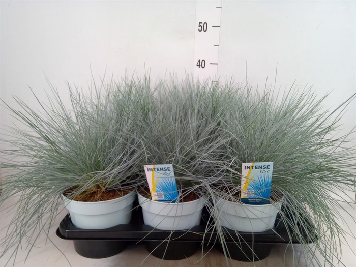 Festuca glauca 'Intens Blue'