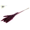 Fluffy Pampas L80 10 st/bunch Burgundy