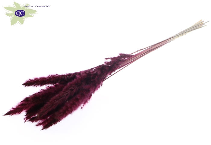 Fluffy Pampas L80 10 st/bunch Burgundy