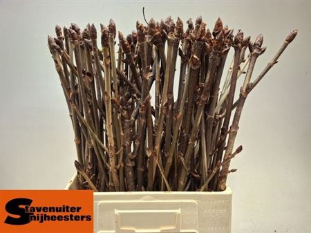 <h4>Aesculus Hippoc Tak</h4>