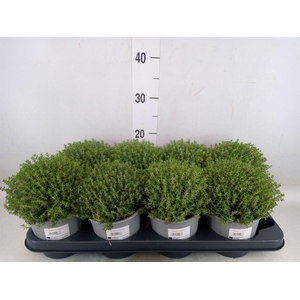 Thymus vulgaris 'Compactus'