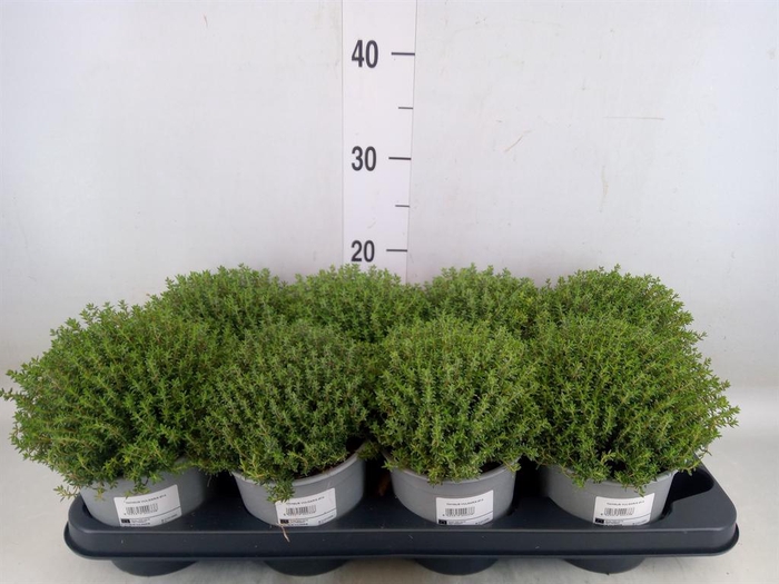 <h4>Thymus vulgaris 'Compactus'</h4>
