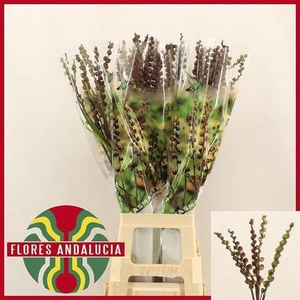 Chasmanthe floribunda 'Saturnus' (bes)