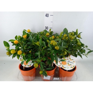 Citrofortunella mic.