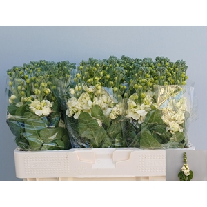 MATTH MATHILD YELLOW