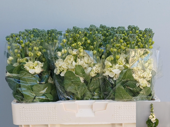 <h4>MATTH MATHILD YELLOW</h4>