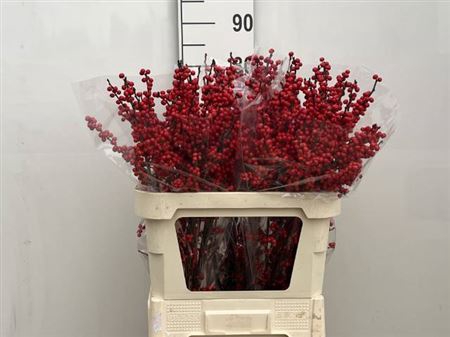 <h4>Ilex Ve Rode Bes</h4>