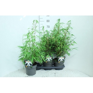 Fargesia Rufa