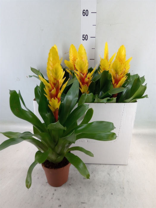 <h4>Vriesea  'Intenso Yellow'</h4>