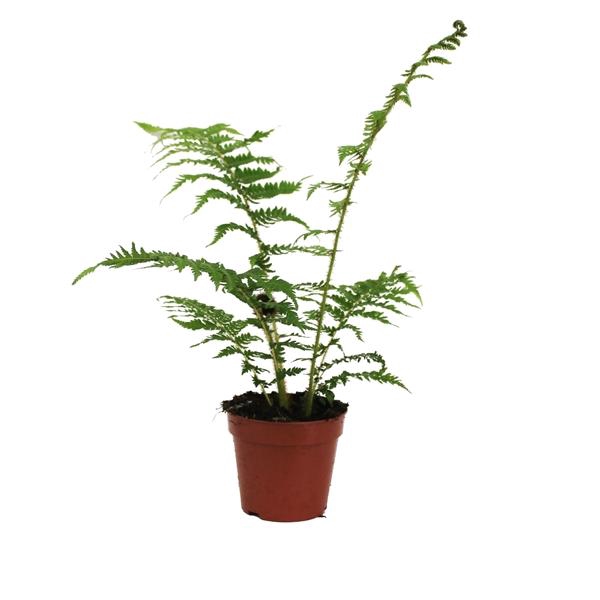 <h4>Cyathea Cooperii (Australian Tree Fern)</h4>