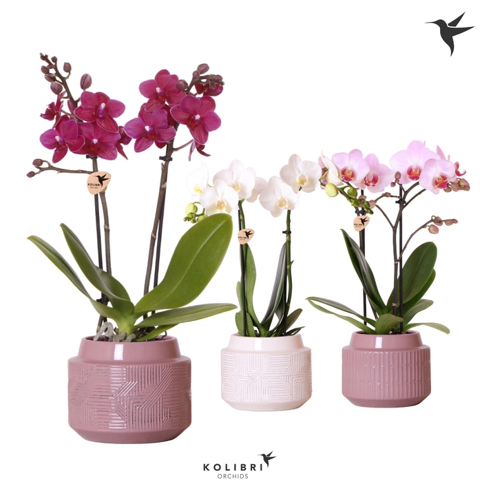 <h4>Kolibri Orchids Phalaenopsis mix 2spike in Maze pot white purple</h4>