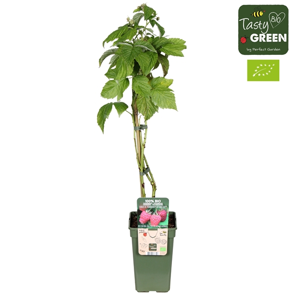 <h4>Rubus idaeus 'Autumn Chef'® Bio P19</h4>