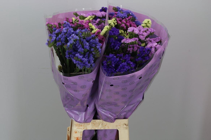 <h4>Statice Crystal Dark Blue</h4>