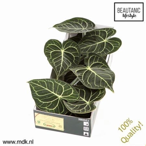 Anthurium Clarinervium X12