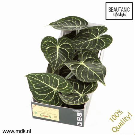 <h4>Anthurium Clarinervium X12</h4>
