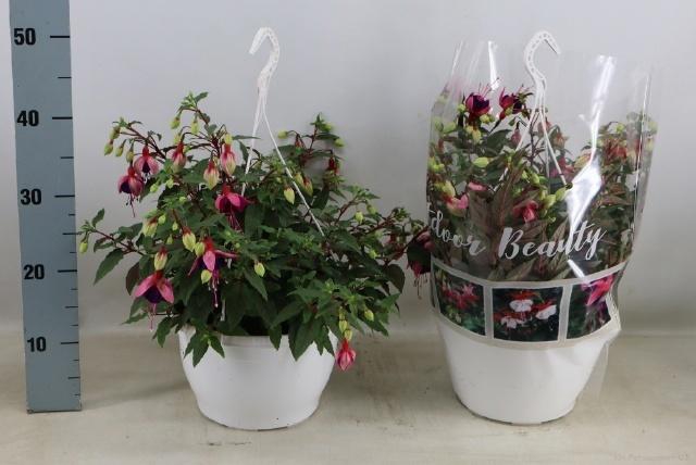 <h4>FUCHSIA OV</h4>