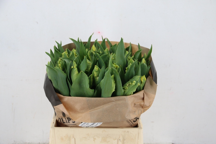 TU PA PARROT STRONGOLD