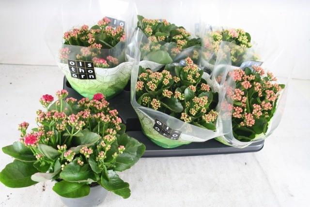 <h4>KAL GE GEM 4 KL</h4>