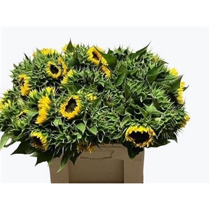 HELIANTHUS SUNRICH ORANGE