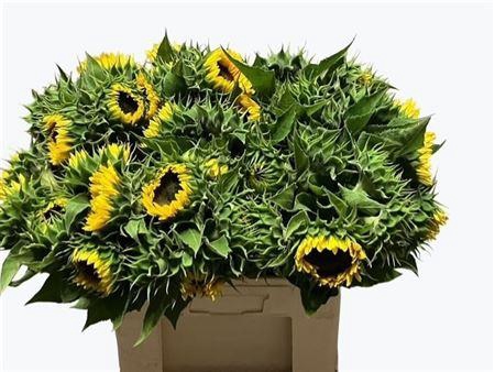 <h4>HELIANTHUS SUNRICH ORANGE</h4>
