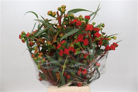 <h4>Euca Vrucht Kardinale 500 Gram</h4>