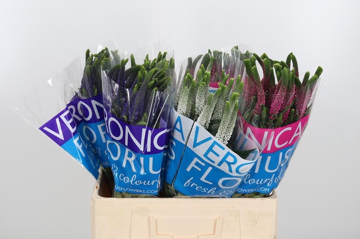 <h4>Veron Smart Gem</h4>