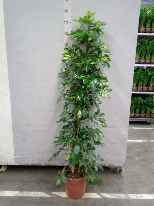 <h4>Schefflera arbor. 'Gold Capella'</h4>