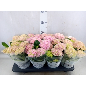 Hydrangea mac. 'Magical Revolution'