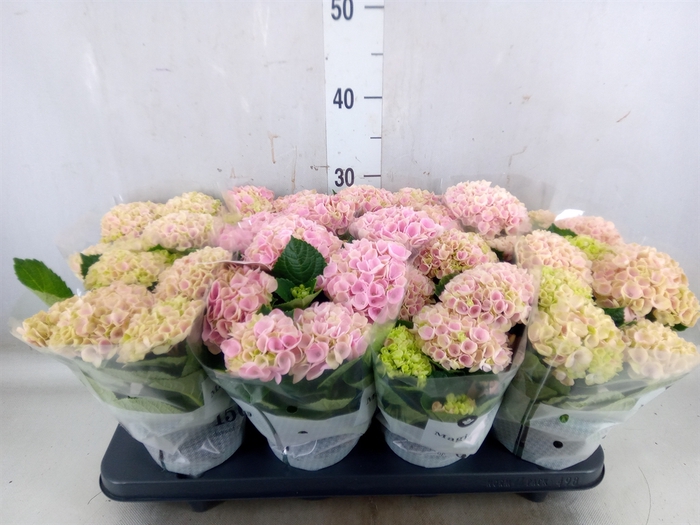 <h4>Hydrangea mac. 'Magical Revolution'</h4>