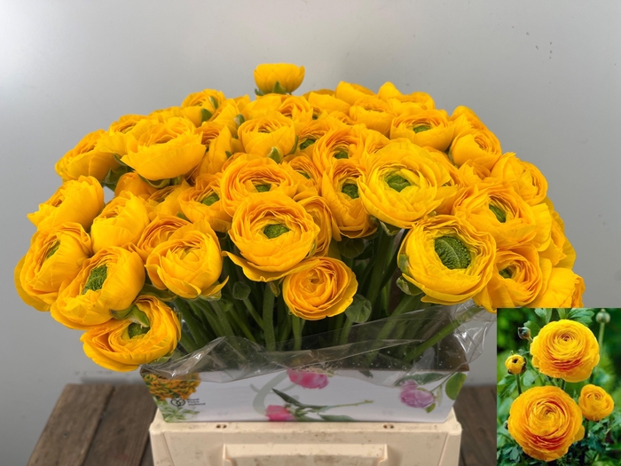 <h4>RAN SU OMEGA</h4>