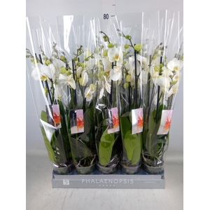Phalaenopsis   ...white