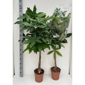 PACHIRA AQUATICA