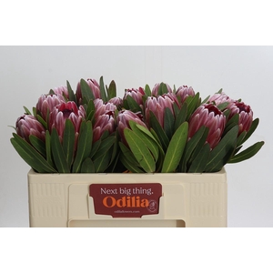 Protea Pink Ice