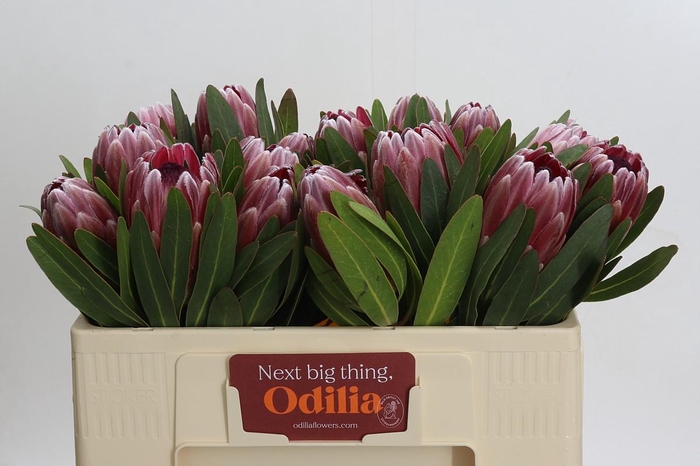 <h4>Protea Pink Ice</h4>