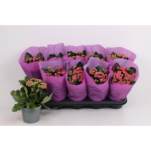 KAL GE PERFECTA PURP