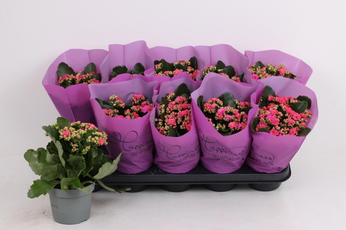 <h4>KAL GE PERFECTA PURP</h4>