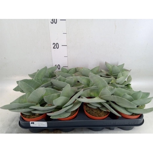 Crassula  'Boomerang'