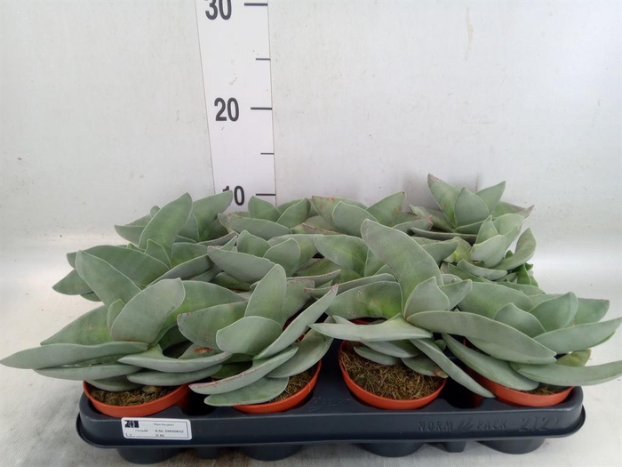 <h4>Crassula 'Boomerang'</h4>