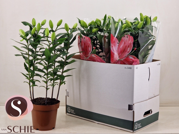 <h4>LIL OR DU RL ZETA</h4>