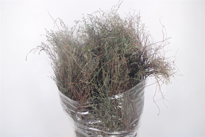 <h4>Thym Calabria Per Bunch</h4>