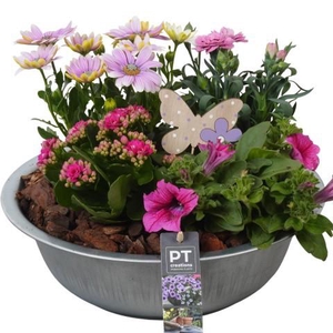 PTPP6858 Arrangement Patio in metalen schaal