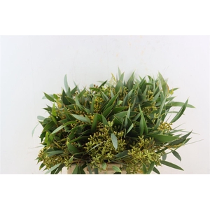 Euca Amber Nut Berry 40cm