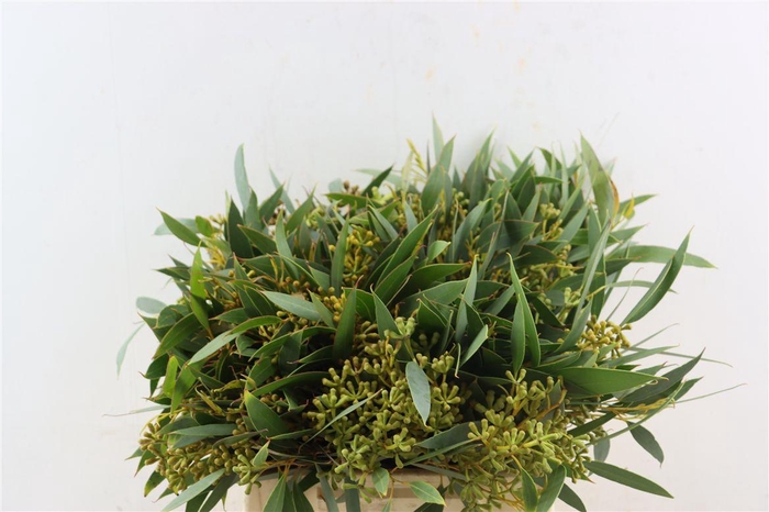 <h4>Euca Amber Nut Berry 40cm</h4>