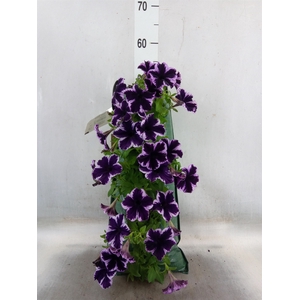 Petunia  'Surfinia'   ...